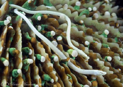 Mushroom coral pipefish. Lembeh straits. D200, 60mm. by Derek Haslam 